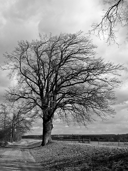 touch of branch